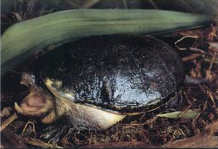 Claudius angustatus2.jpg