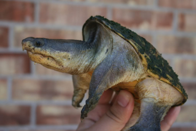 Claudius angustatus.jpg