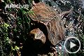Big-headed-turtle---overview.jpg