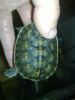 11122011354 %28Copia%29.jpg