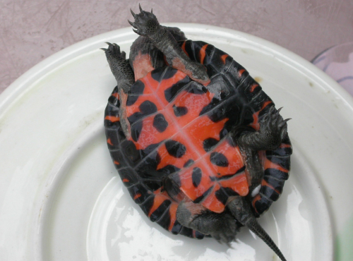 Mauremys nigricans.jpg