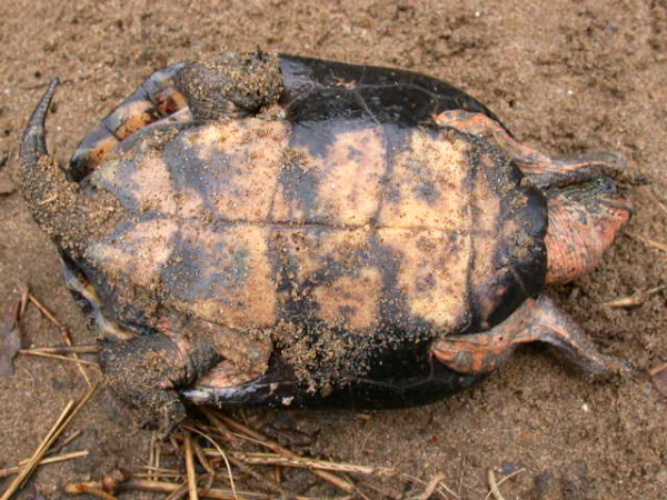 Mauremys nigricansa.jpg