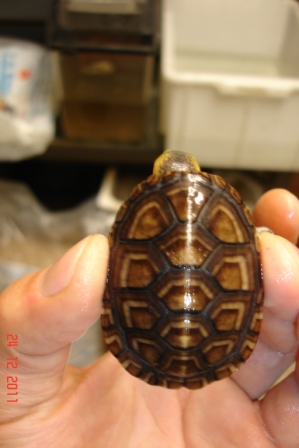kinosternon leucostomum4.jpg