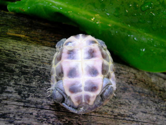 Mauremys reevesii 2.jpg
