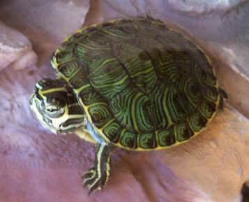 tartarughina.jpg
