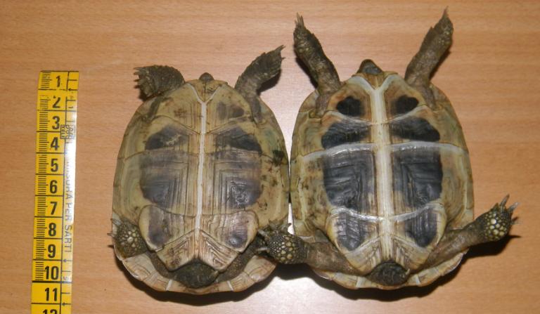 testudo hermanni boettgeri.jpg