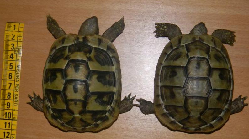 testudo hermanni boettgeri carapace.jpg