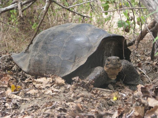 a hybrid tortoise on Wolf Volcano, courtesy of Yale University.jpg