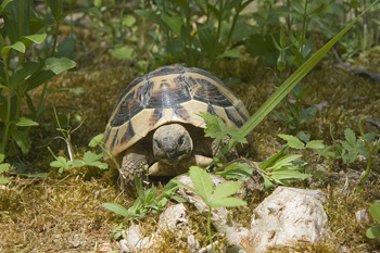 Hermanni di 5 anni.jpg