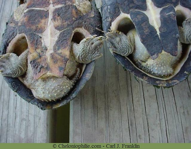 Sternotherus carinatus.jpg