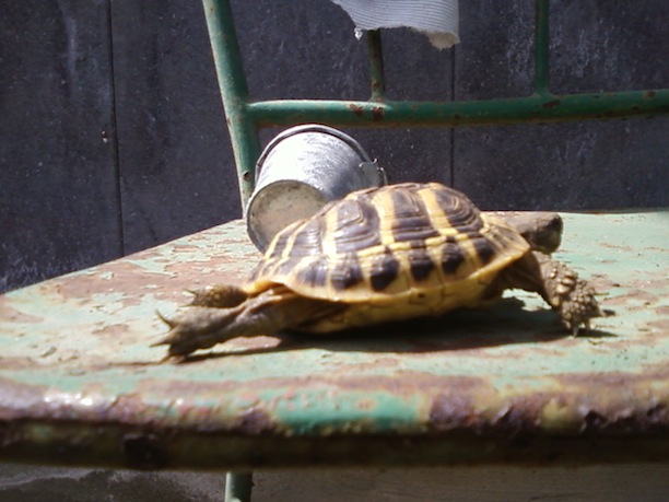 Foto0035.jpg