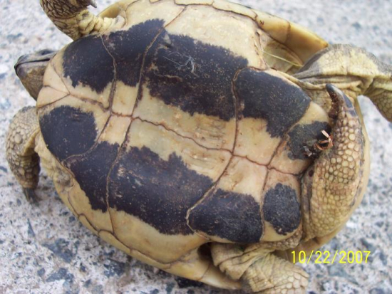 testudo hermanni hermanni1.jpg