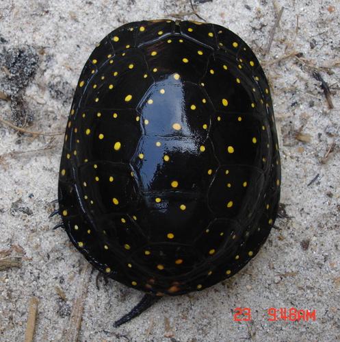 Clemmys guttata1.JPG