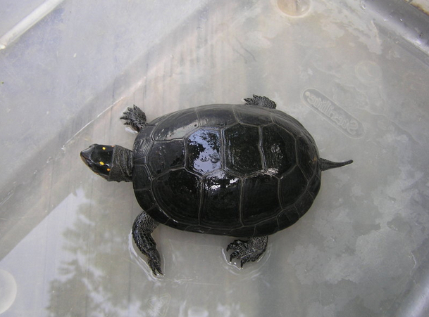 Clemmys guttata2.jpg