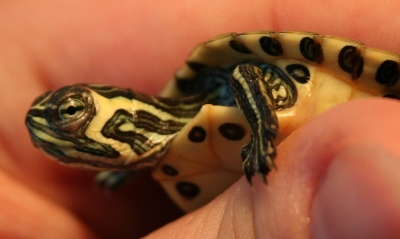 sissi6 (400x239).jpg