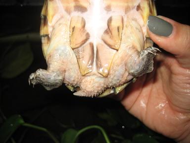 carinatus.jpg