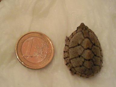 carinatus baby.jpg