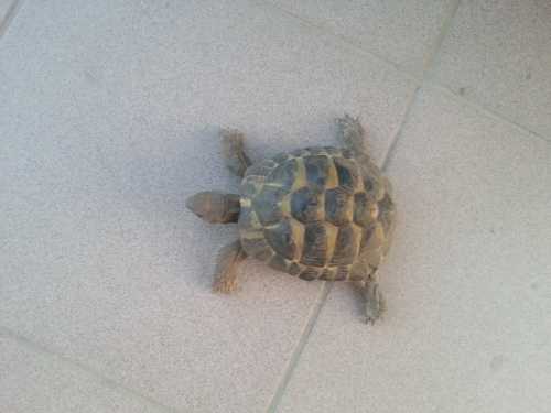 tarta carapacio 2.jpg