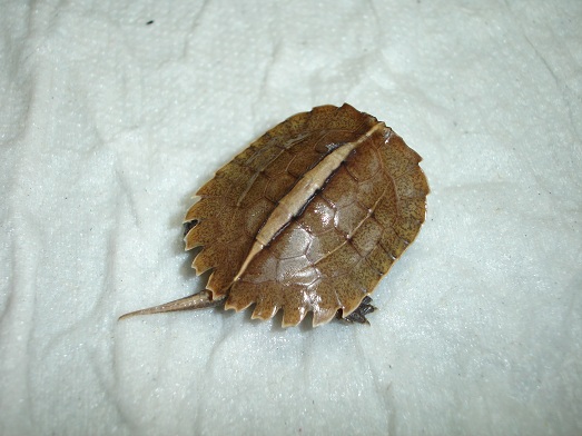 G. spengleri 3.jpg