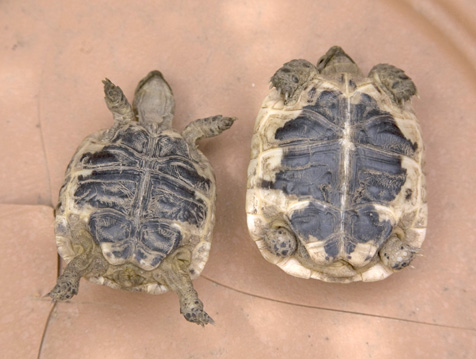 Sorelle Piastrone.jpg