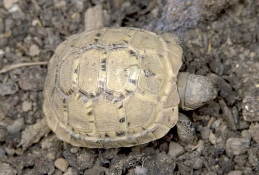 Ibrida sorellina 1.jpg