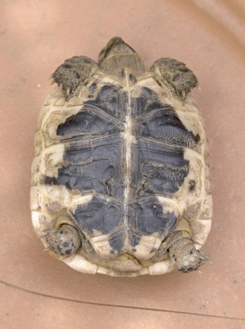 Ibrida Piastrone 1.jpg