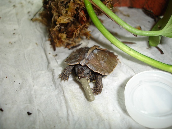 G. spengleri.jpg