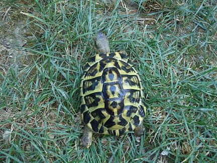 taratrughe 04711.jpg