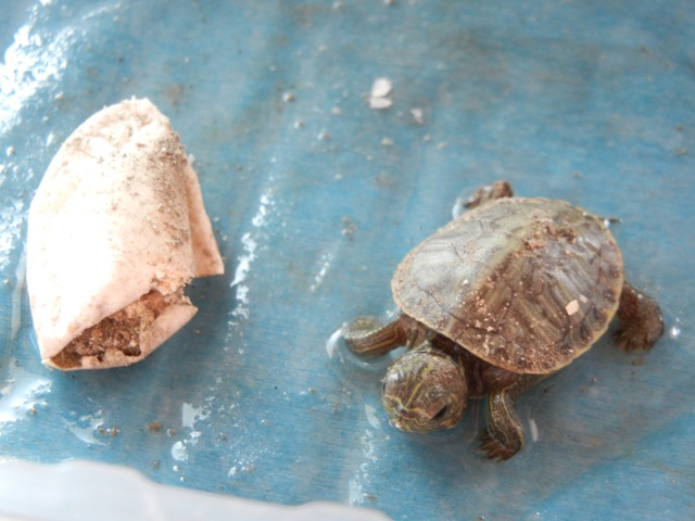 DSCN9090.JPG