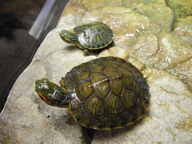 Briciola e Baby (4).JPG