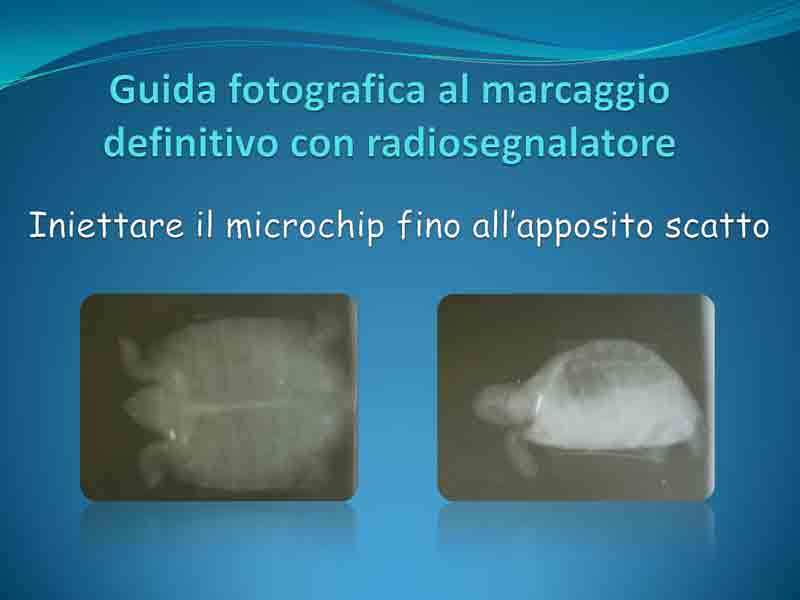 Guida-microchip_Pagina_6.jpg