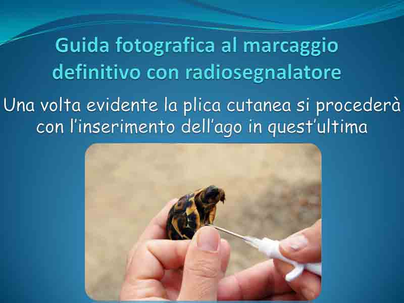 Guida-microchip_Pagina_4.jpg