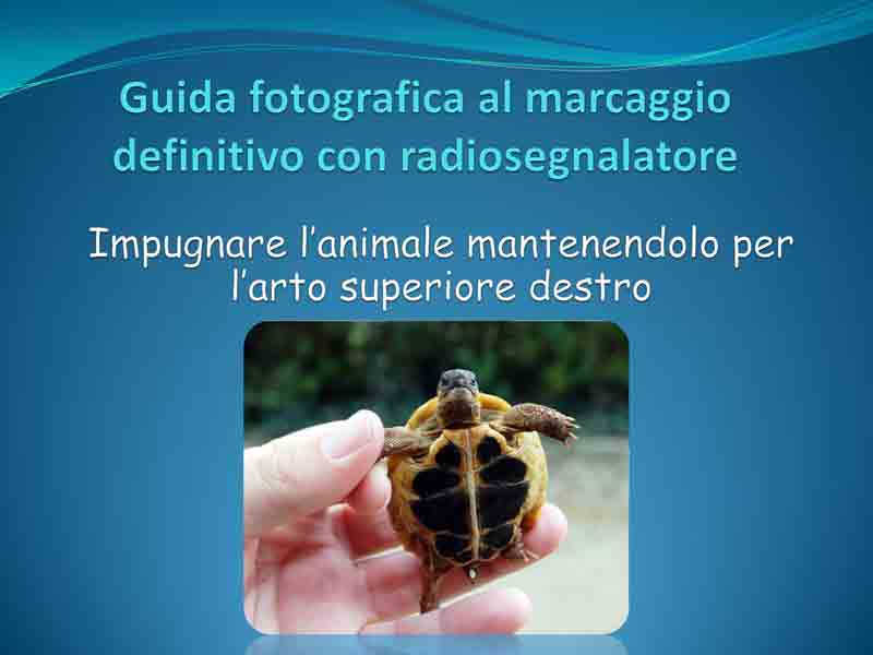 Guida-microchip_Pagina_3.jpg