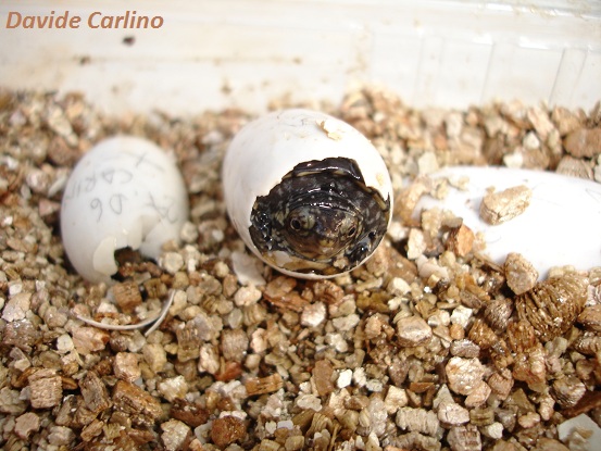 K. leuco 1.jpg