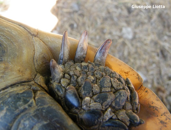 anamur unghie post..JPG