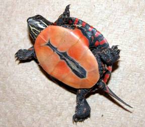 Chrysemys picta marginata1.jpg
