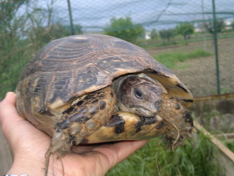 testa della bestia.jpg