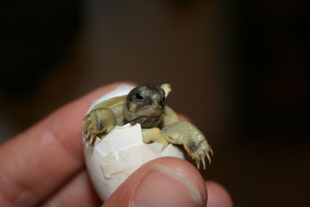 Nascite 2009 075.jpg