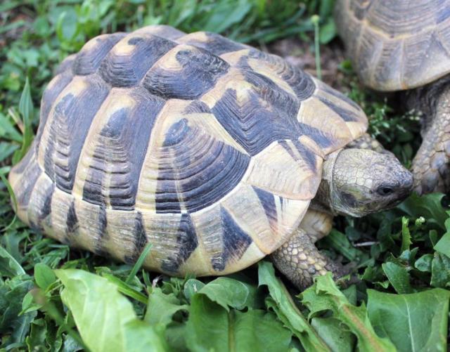 IMG_3936 (FILEminimizer) (FILEminimizer) (FILEminimizer).JPG