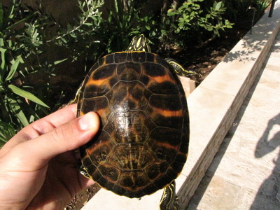 IMG_2032_resize.JPG