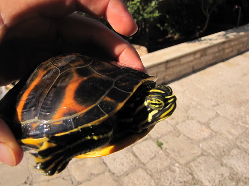 IMG_2034_resize.JPG