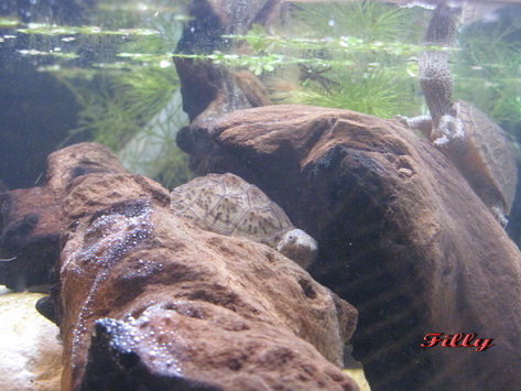 IMG_2403ris.jpg
