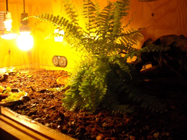 Carbonaria 014.jpg