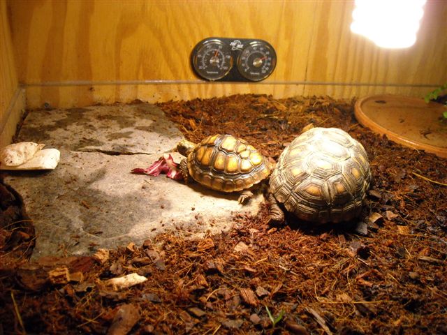 Carbonaria 015.jpg