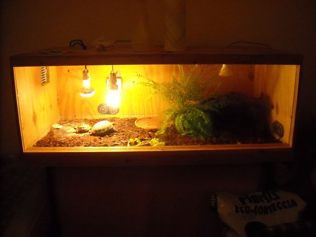 Carbonaria 016.jpg