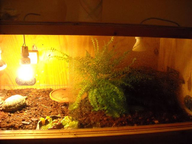Carbonaria 017.jpg