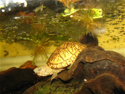 Scaled Image 1.jpg