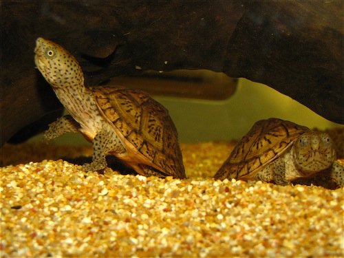 Scaled Image 2.jpg