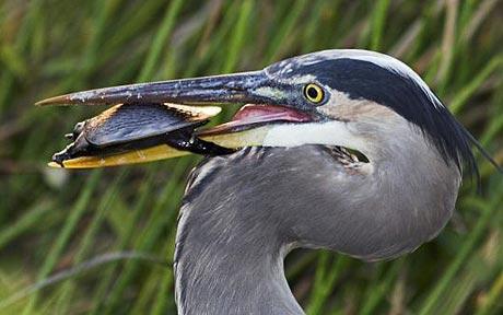 hungryHeron_1545973c.jpg