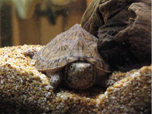 Scaled Image 1.jpg